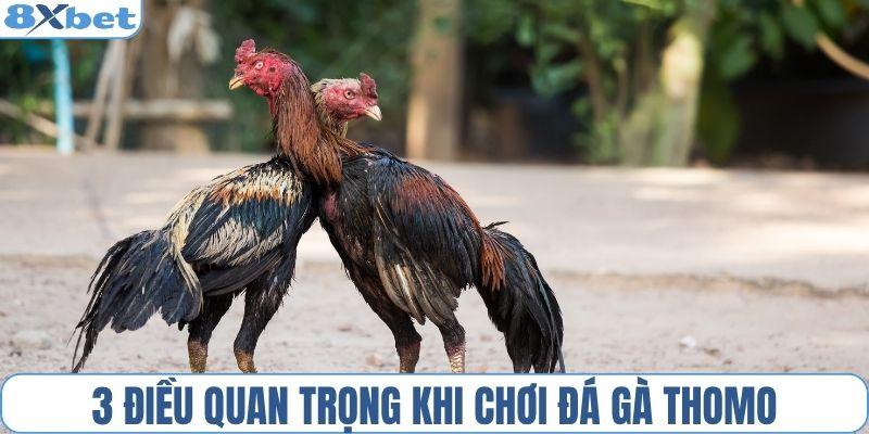 3 điều quan trọng khi chơi đá gà Thomo
