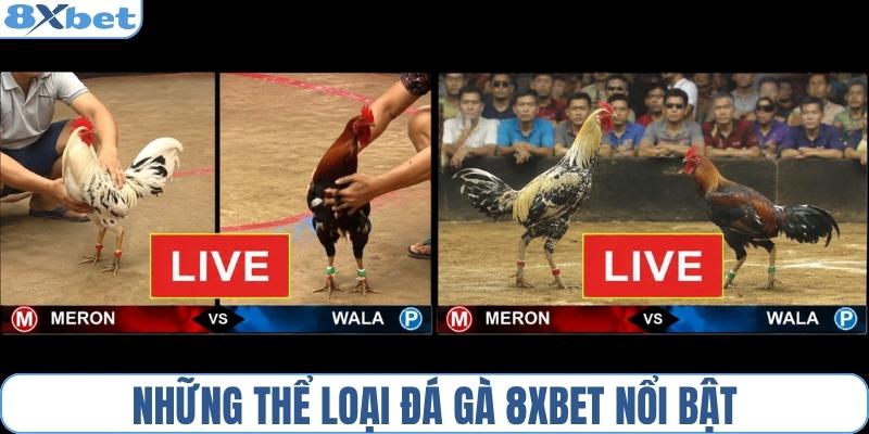 Các thể loại đá gà 8XBET nổi bật năm 2026
