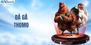 Đá gà Thomo