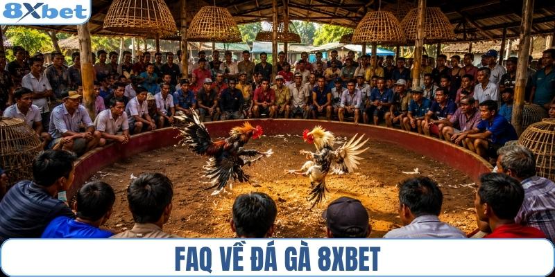 FAQ thường gặp về đá gà 8XBET