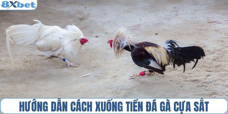 Hướng dẫn cách xuống tiền đá gà cựa sắt