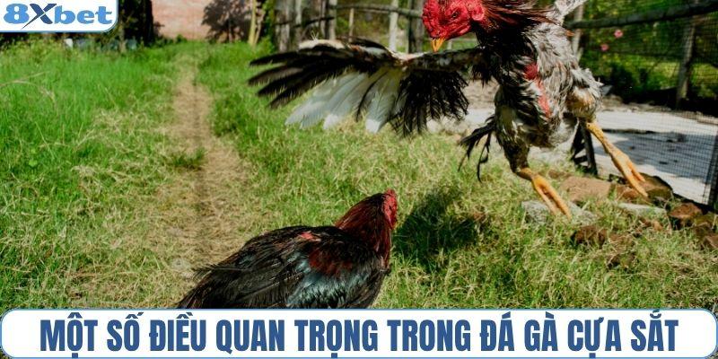 Một số điều quan trọng trong đá gà cựa sắt