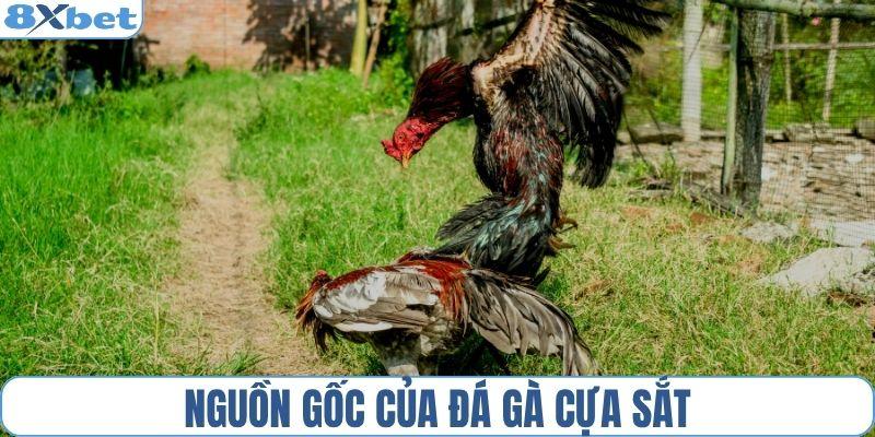 Nguồn gốc của đá gà cựa sắt