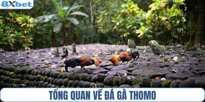Tổng quan về đá gà Thomo